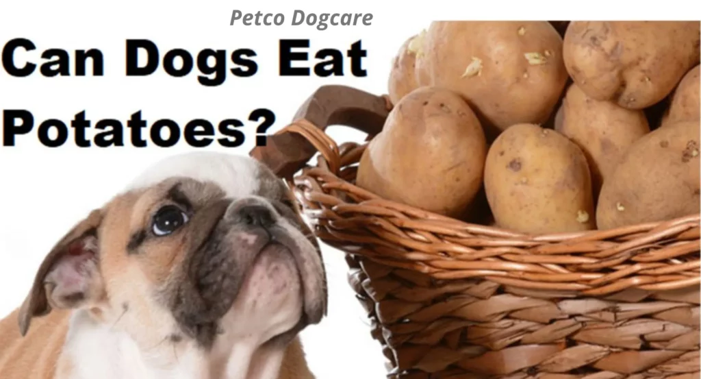 can-dogs-eat-potatoes-skins-petco-dog-care