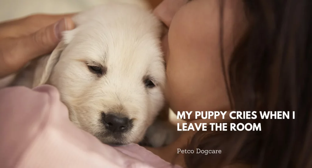 my-puppy-cries-when-i-leave-the-room-petco-dog-care