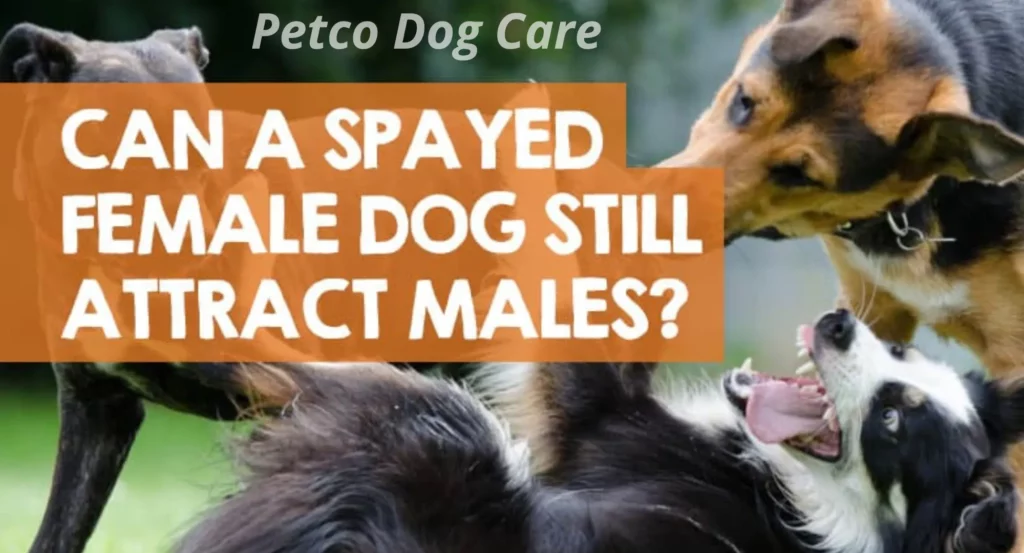 are-spayed-female-dogs-have-periods-petco-dog-care