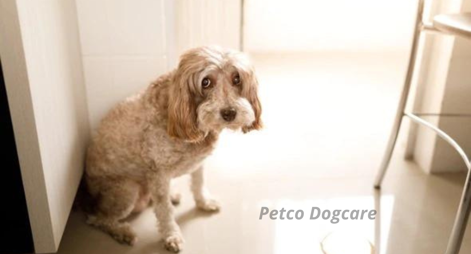 Dog Poops In The Same Spot In The House at Deborah Guth blog