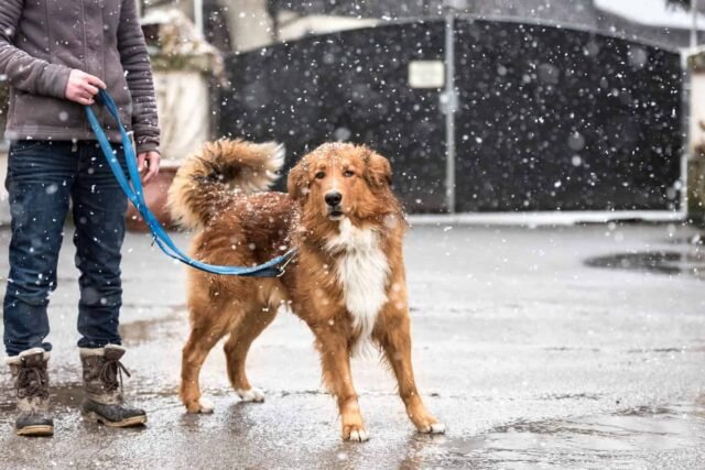 When It Is Too Cold To Walk Your Dog? - Petco Dog Care