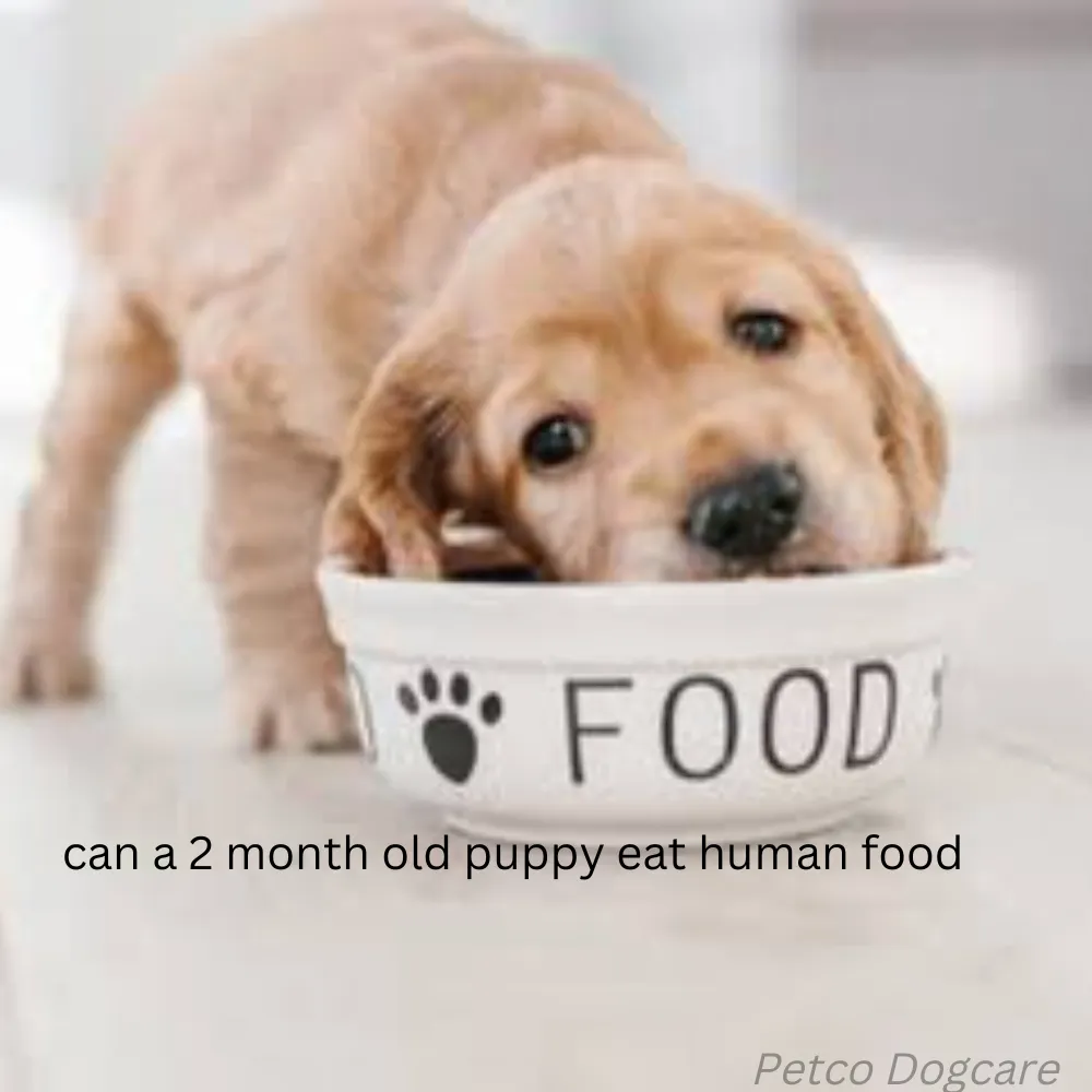 Can A Two Month Old Puppy Eat Human Food 7 Healthiest Human Foods For 