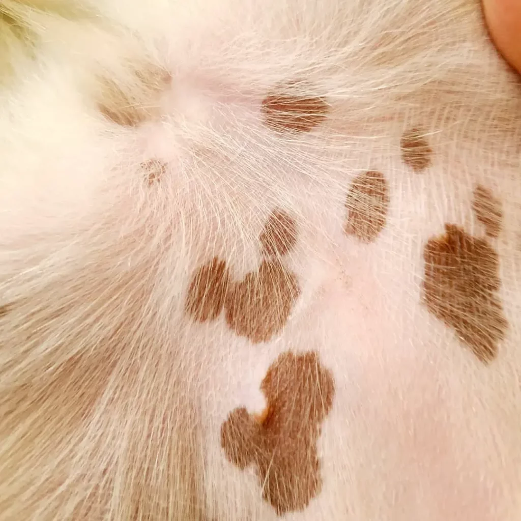 brown-spots-on-dogs-belly-looks-like-dirt-5-skin-tumors-dogs-owner