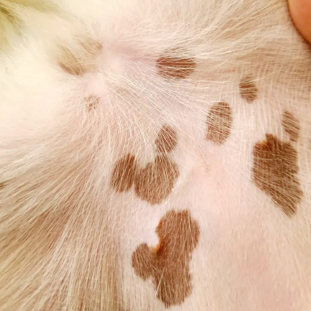 Brown Spots On Dogs Belly Looks Like Dirt 5 Skin Tumors Dogs Owner 