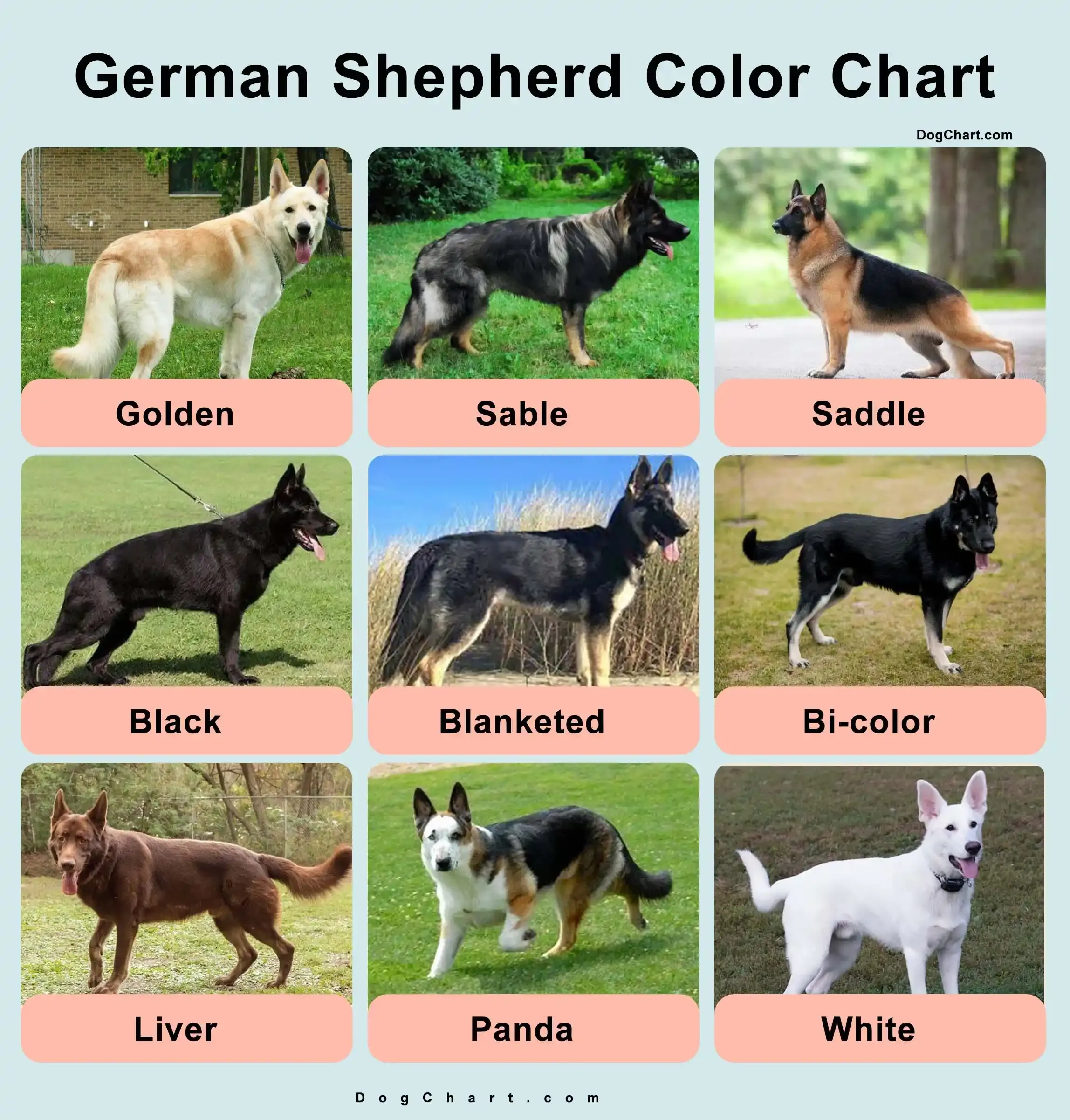 Dog Breeds Petco Dog Care