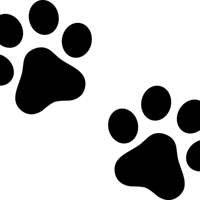 Why My Dog Has Pink Paw Pads? 5 Tips For Preventing Pink Paws . Petco