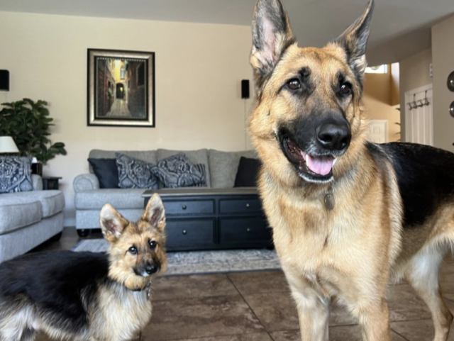 German Shepherd Dwarfism: What Are The Causes, Symptoms, and Treatments ...