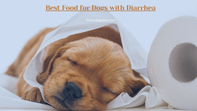 best-food-for-dogs-with-diarrhea-a-guide-to-soothing-your-pup-s-tummy